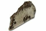 Free-Standing, Petoskey Stone (Fossil Coral) Section - Michigan #356997-1